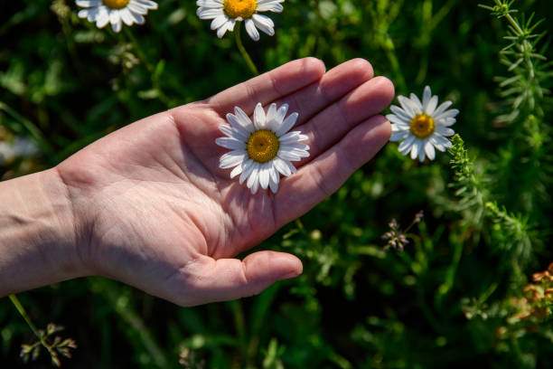 The child holds a daisy as a gift