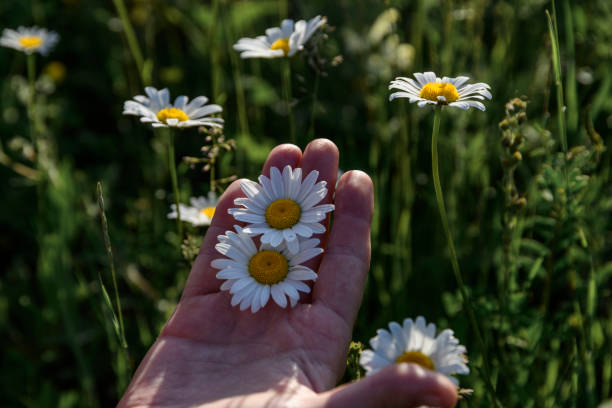 istock Beautiful daisies in woman the hands 1409074068
