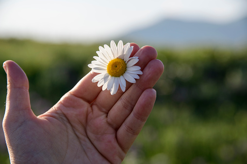 Beautiful daisies in woman the hands