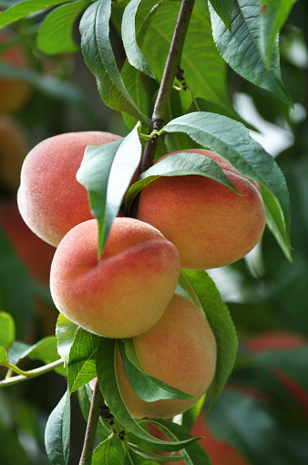 A yummy pile of peaches from the farmer's market
