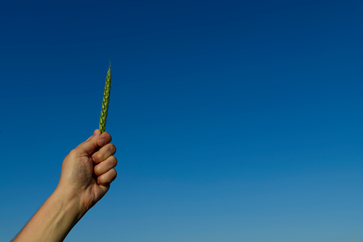 Woman hand holding a green wheat on sky background.