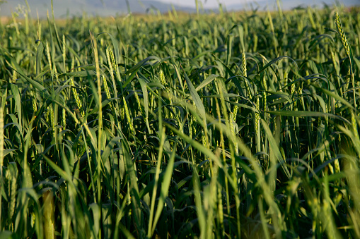 Wheat field, green grass background.