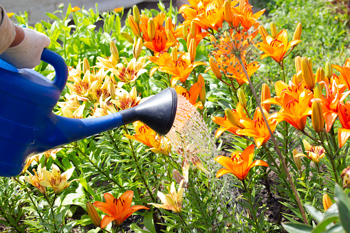 a man waters beautiful lilies from a watering can
