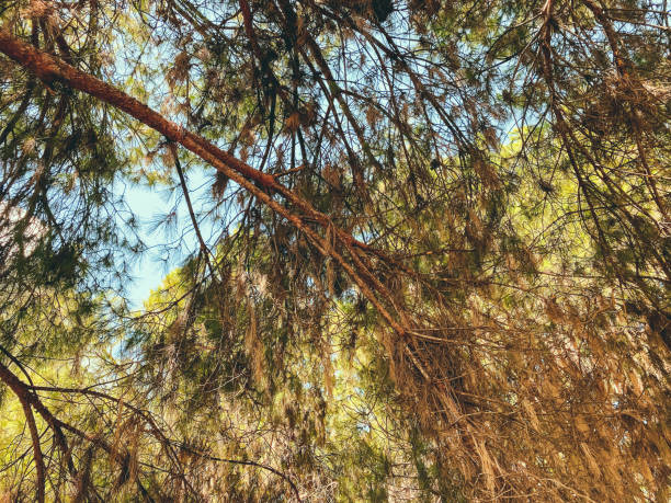 bosque de abetos, árboles perennes con espinas verdes y amarillentas. conos y agujas en las ramas del árbol. agujas útiles cerca de la casa - spruce tree colorado blue blue spruce fotografías e imágenes de stock