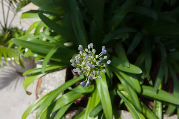 Buds of blue Agapanthus also know as African Lily blooming in sunny garden