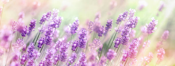 istock Selective and soft focus on lavender flower, field of lavender lit by sunlight 1409076432