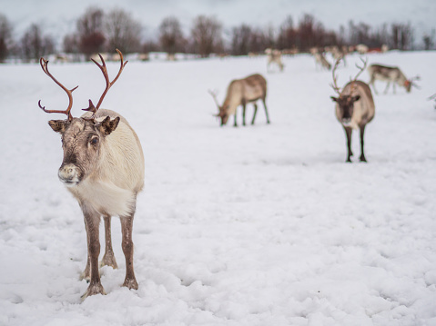 Portrait of a reindeer with antlers in a village of the tribe Saami near Tromso, Northern Norway, Europe.