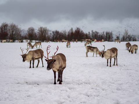 Portrait of a reindeers with antlers in a village of the tribe Saami near Tromso, Northern Norway, Europe.
