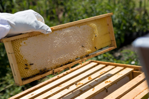 istock Beekeeper hands with protective gloves holds frame full with honey 1409076952