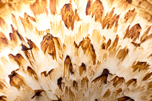 The ivory color of a mushroom appears to be backlit in this macrophotography of a mushroom top