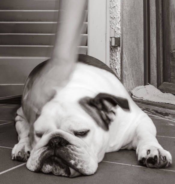 istock caressing and comforting the dog 1409080554