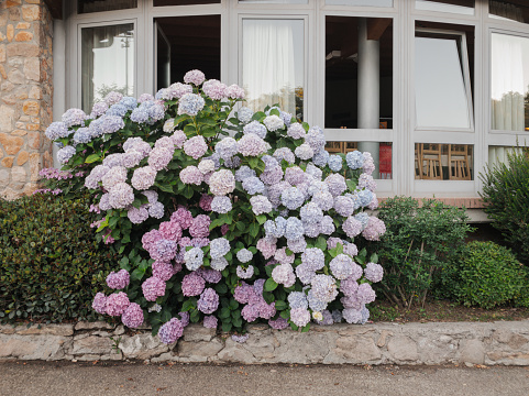 Large deep pink hydrangea blossoms - August summer flower. More images of beautiful flowers and gardens from my portfolio: