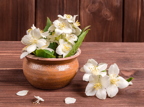 White jasmine flowers in a ceramic pot on a wooden textured background.