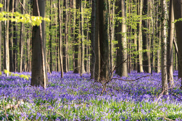 istock Bluebell flowers in Hallerbos forest, Belgium 1409080692