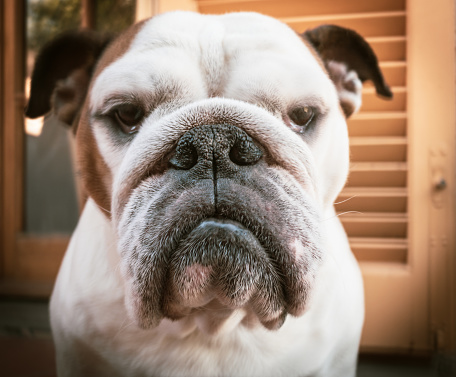 Outdoors portrait of a grumpy English Bulldog: she's never happy!