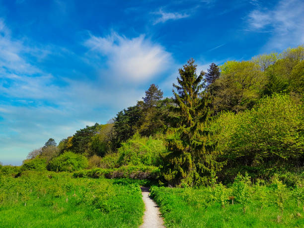 A path in the forest of Bennet's Patch and White Paddock Nature Reserve near Bristol