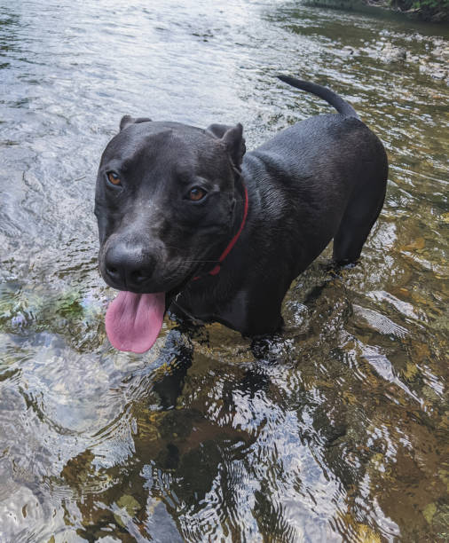 wagging tail wades water - dog tail shaking retriever imagens e fotografias de stock