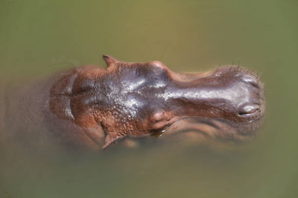 hipopotam z bliska w rzece - hippopotamus amphibian sleeping hippo sleeping zdjęcia i obrazy z banku zdjęć