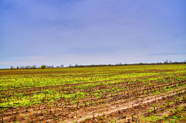 View to a harvested field that has dried up from the drought.