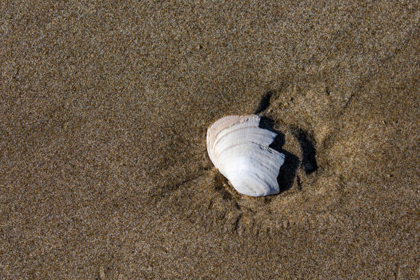 오레곤 해안의 썰물 때 모래에있는 조개 조각 - 7956 뉴스 사진 이미지
