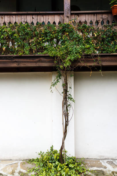 Ivy on wall