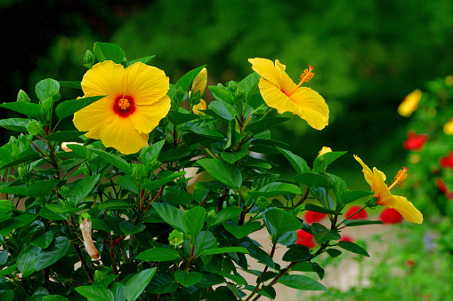 Hibiscus produces large, funnel-shaped or trumped-shaped flowers with soft petals and attractive large stamens. It is a perennial flowering plant and flowers through the year. Hibiscus flowers come in a variety of colors, including red, pink, orange, white and yellow.
It also has medical uses; the flowers and leaves can be made into tea and liquid extracts that can help treat a variety of conditions.