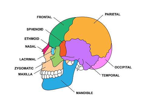 Human skull bones anatomy with descriptions. Colored cranial parts structure. Educational diagram with human internal organ illustration. Zygomatic, nasal, maxilla, temporal, frontal head parts.