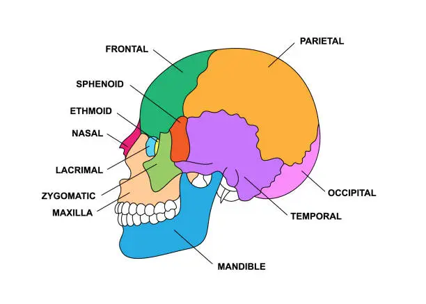 Vector illustration of Human skull bones anatomy with descriptions. Colored cranial parts structure. Zygomatic, nasal, maxilla, temporal, frontal head parts.