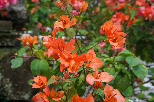 Blooming bougainvillea. Orange bougainvillea flowers.