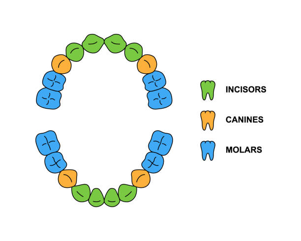 説明付きの子供の歯列解剖学。子供の上顎と下顎の部分 - 切歯、犬歯、大臼歯。原歯カラーイラスト - computer icon top baby symbol点のイラスト素材／クリップアート素材／マンガ素材／アイコン素材