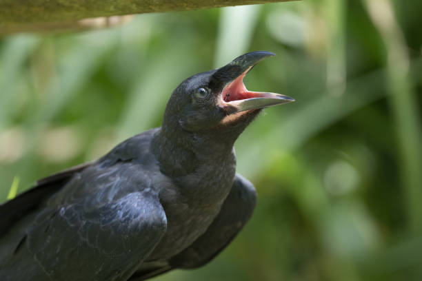 Baby crow that just left the nest, searching for food and asking mom for food.