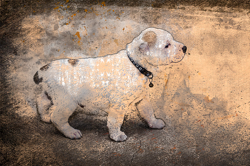 Portrait of little dog puppy. Puppy of Alabai or Central Asian shepherd. Digital watercolor painting. Canvas texture