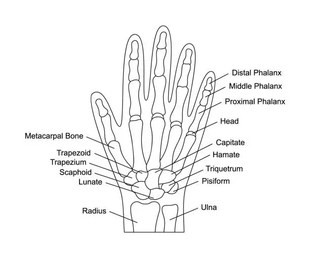 Vector illustration of Human hand bones anatomy with descriptions. Hand parts structure. Human internal organ illustration.