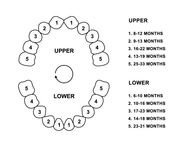 ilustrações de stock, clip art, desenhos animados e ícones de primary tooth arrival chart. child teeth dentition anatomy. primary upper and lower jaw vector illustration. child teeth silhouette - human teeth dental hygiene anatomy diagram