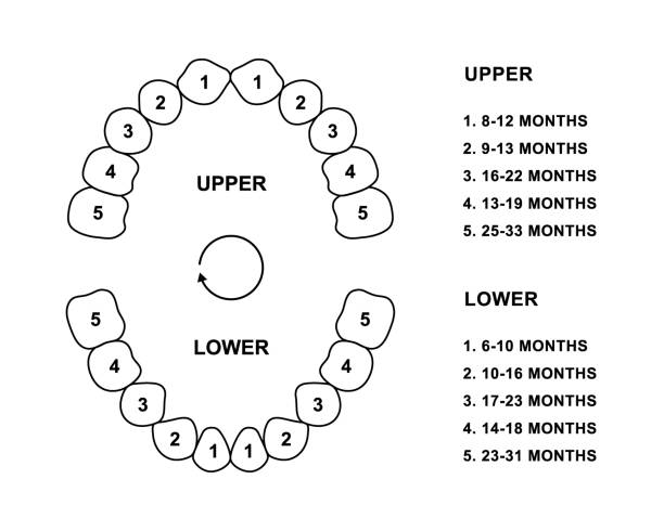 Primary tooth arrival chart. Child teeth dentition anatomy. Primary upper and lower jaw vector illustration. Child teeth silhouette Primary tooth arrival chart. Child teeth dentition anatomy. Primary upper and lower jaw vector illustration. Child teeth silhouette isolated on white background. baby teeth stock illustrations