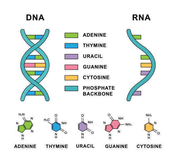 Deoxyribonucleic acid and Ribonucleic acid with nucleobases formulas. DNA and RNA nucleobases structure - cytosine, guanine, adenine, uracil, thymine. Deoxyribonucleic acid and Ribonucleic acid spirals with nucleobases molecular formulas. DNA and RNA molecule with nucleobases structure description - cytosine, guanine, adenine, uracil, thymine. dna backbone stock illustrations