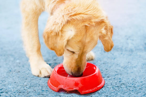 istock Golden Retriever drinking water from a bowl 1409090016