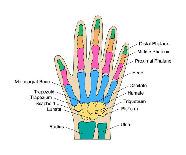 手の構造 Structures of the Hand The structure of the human hand