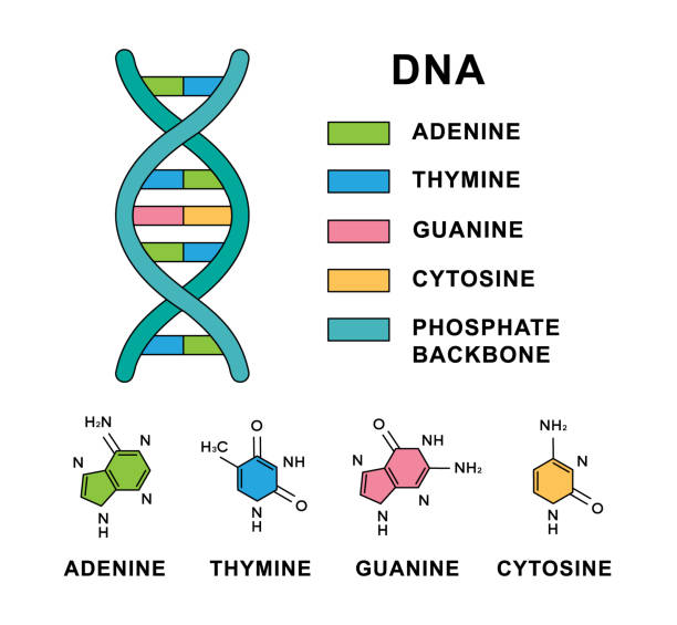 illustrations, cliparts, dessins animés et icônes de spirale d’acide désoxyribonucléique avec des formules moléculaires de nucléobases d’adn. molécule d’adn avec structure nucléobases - cytosine, guanine, adénine, thymine. - sugar phosphate backbone