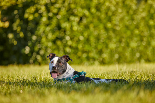 pitbull portrait at park, sitting over grass