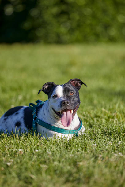 istock cute dog sitting in park 1409091532