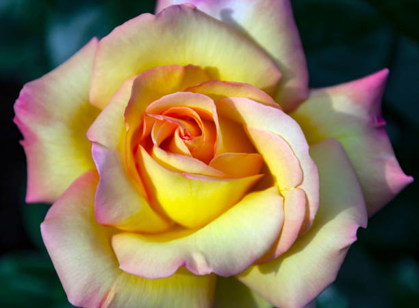 gorgeous petals of the rose flower gloria day close-up view from above. - hybrid tea rose imagens e fotografias de stock