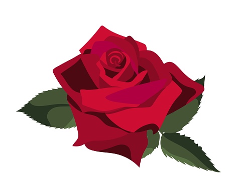 Single lush red rose with green leaves, isolated on white background. Vector illustration