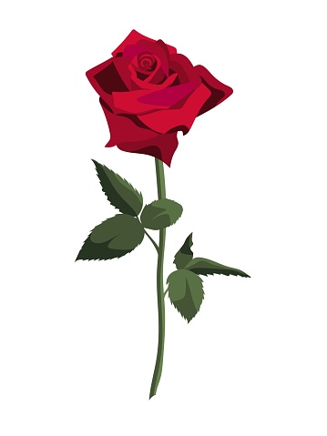 Single lush red rose on a stem with leaves, isolated on white background. Vector illustration