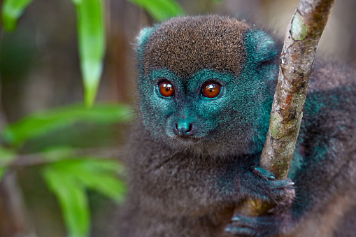 Endemic only to the Island of Madagascar, this Lemur, as the name suggests, lives in forests in which bamboo grows