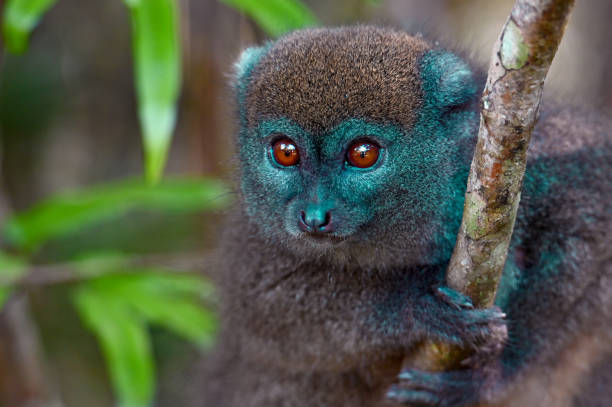 northern bamboo lemur - hapalemur occidentalis, close up madagascar nature - madagaskar bildbanksfoton och bilder