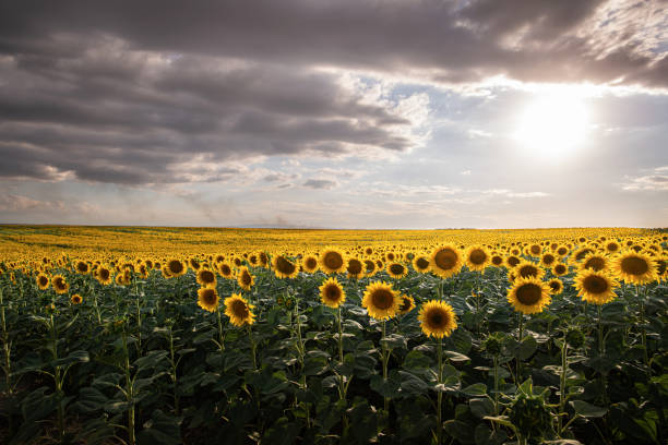 istock A sunflower field on a hill with blue sky. 1409094742