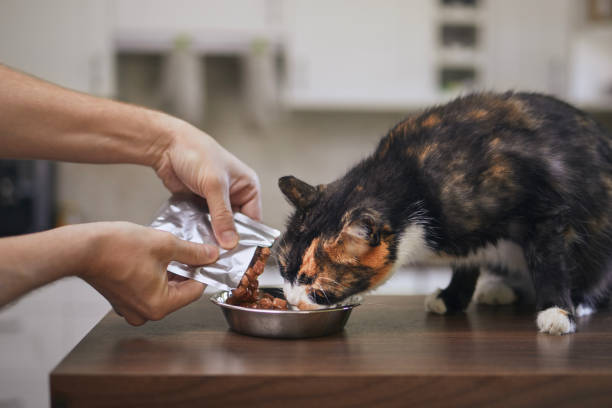 istock Cat eating from bowl at home 1409096120