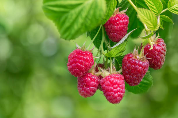 branch of ripe red raspberries in garden branch of ripe raspberries in garden with green blurred background raspberry stock pictures, royalty-free photos & images