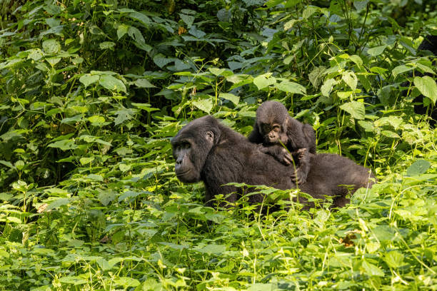 dorosła samica goryla z dzieckiem, gorilla beringei beringei, w bujnych liściach nieprzeniknionego lasu bwindi w ugandzie. członkowie grupy habituowanej rodziny muyambi programu ochrony - naczelny zdjęcia i obrazy z banku zdjęć